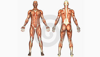 Dio ljudskog tijela sa slovom đ