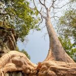 Banyan stablo u Ta Phromu