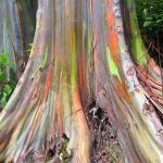 Eukaliptus duginih boja