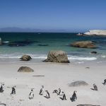 Boulders Beach in Cape Town, South Africa