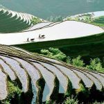 Terase riže, Kina