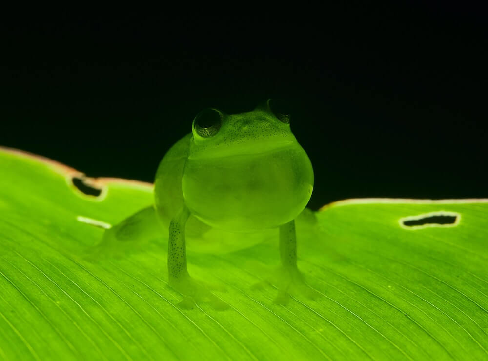 prozirne žabe