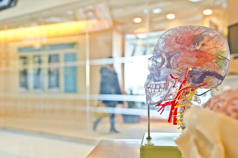 prozirni model ljudske lubanje s mozgom i živčanim sustavom