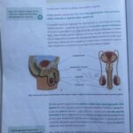 udžbenik Priroda 6 (Školska knjiga) muški i ženski spolni organi