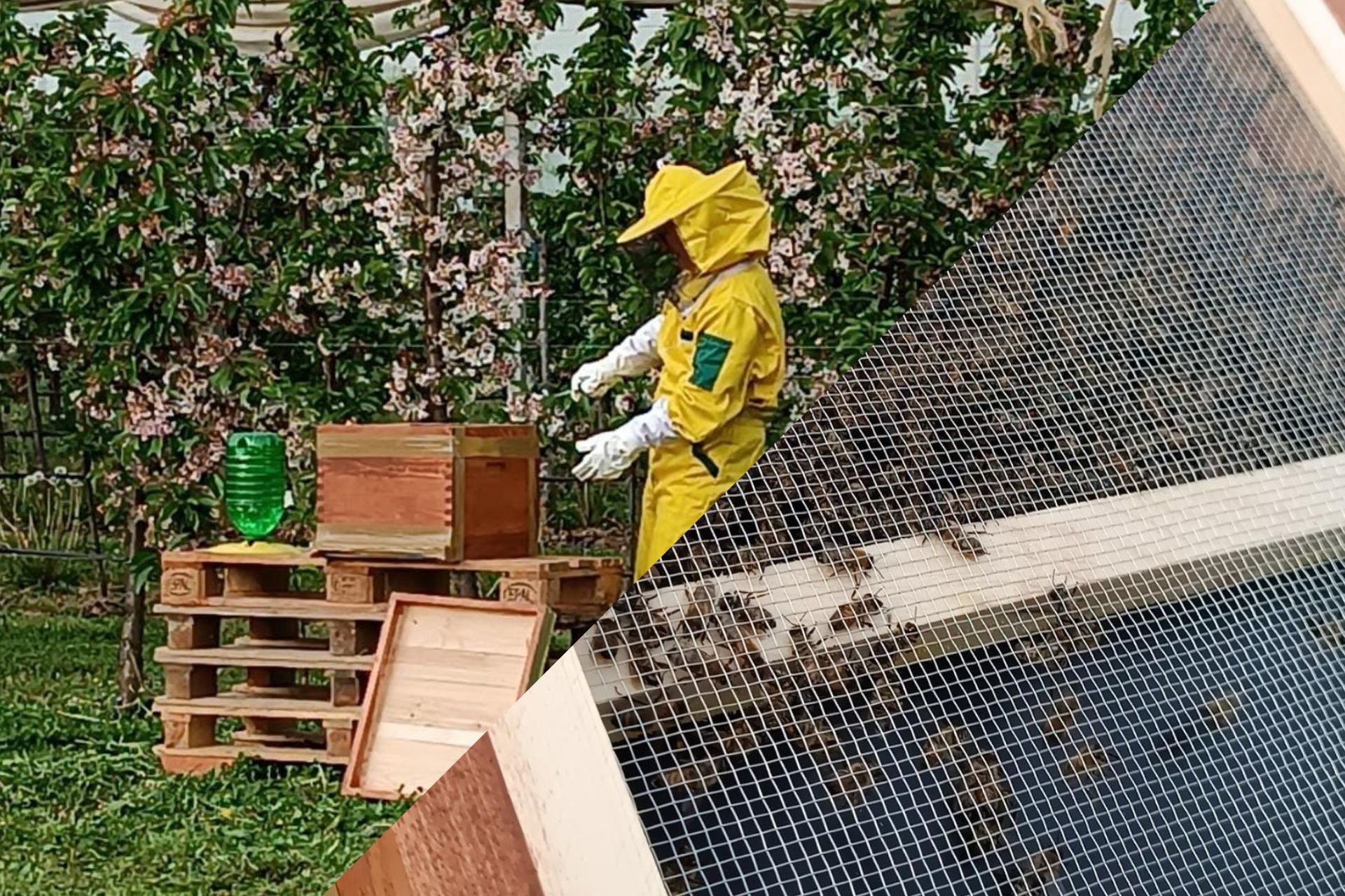 Pčele u voćnjaku škole, Poljoprivredno-prehrambena škola Požega
