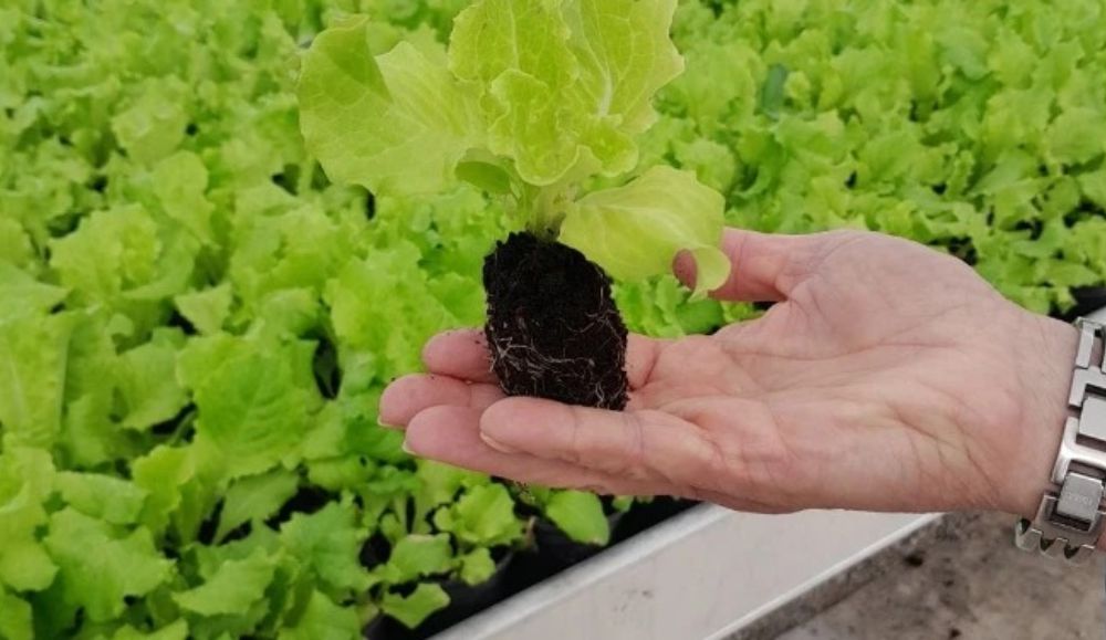 u ruci sadnica salate, u pozadini sadnice salate